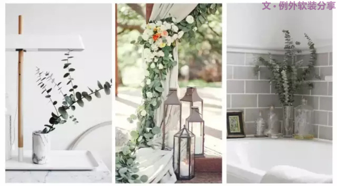 【例外.花箋記】尤加利，花藝界的百搭神葉