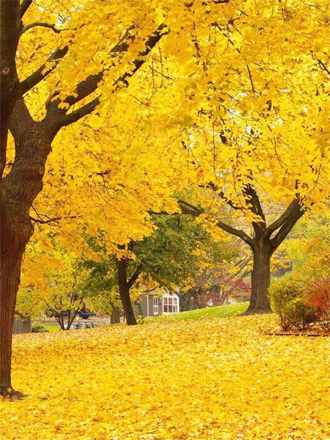 軟裝設(shè)計師幫你把秋天留在家里！