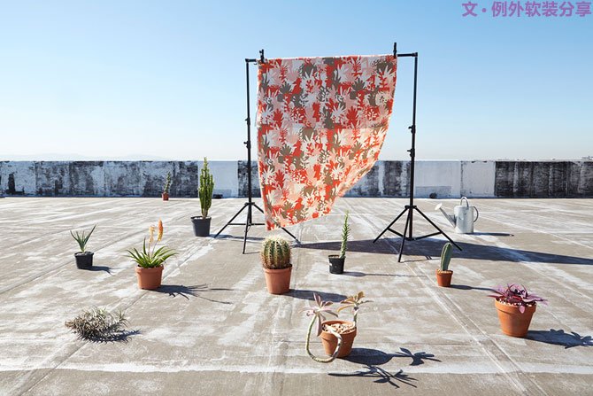 這些自帶天然氣質(zhì)的網(wǎng)紅綠植，都成了設(shè)計界的新寵兒！