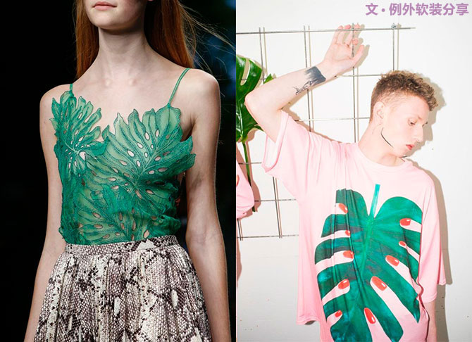 龜背竹遠(yuǎn)不止能去除甲醛，原來還有這么多作用！-別墅設(shè)計,軟裝設(shè)計,室內(nèi)設(shè)計,豪宅設(shè)計,深圳例外軟裝設(shè)計公司