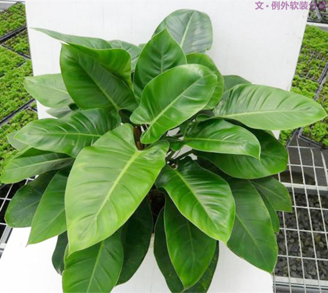 不能不知的家居綠植選擇、養(yǎng)護(hù)技巧，居家必備！-別墅設(shè)計(jì),軟裝設(shè)計(jì),室內(nèi)設(shè)計(jì),豪宅設(shè)計(jì),深圳例外軟裝設(shè)計(jì)公司