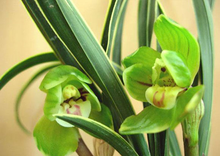 不能不知的11款強(qiáng)室內(nèi)吸毒植物，裝修房子必備-別墅設(shè)計(jì),軟裝設(shè)計(jì),室內(nèi)設(shè)計(jì),豪宅設(shè)計(jì),深圳例外軟裝設(shè)計(jì)公司