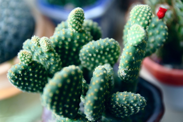 不能不知的11款強(qiáng)室內(nèi)吸毒植物，裝修房子必備-別墅設(shè)計(jì),軟裝設(shè)計(jì),室內(nèi)設(shè)計(jì),豪宅設(shè)計(jì),深圳例外軟裝設(shè)計(jì)公司