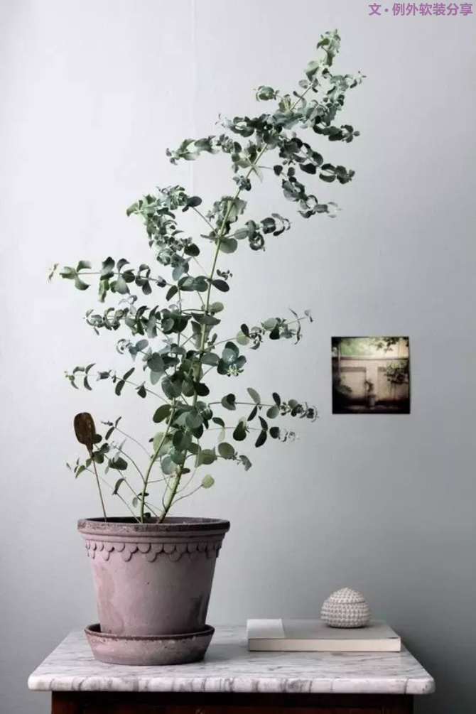 【例外.花箋記】尤加利，花藝界的百搭神葉-別墅設(shè)計(jì),軟裝設(shè)計(jì),室內(nèi)設(shè)計(jì),豪宅設(shè)計(jì),深圳例外軟裝設(shè)計(jì)公司