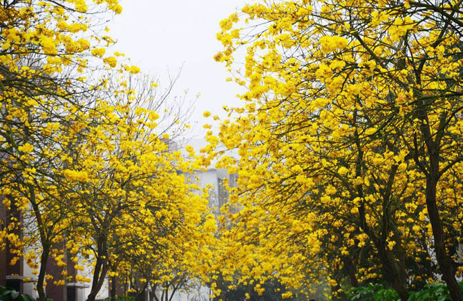 陽春三月，這些美景其實(shí)可以帶回家！-別墅設(shè)計(jì),軟裝設(shè)計(jì),室內(nèi)設(shè)計(jì),豪宅設(shè)計(jì),深圳例外軟裝設(shè)計(jì)公司