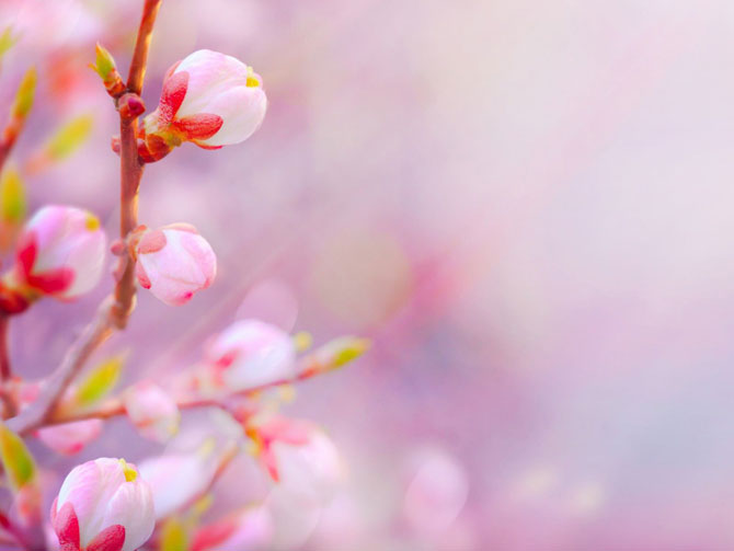 陽春三月，這些美景其實(shí)可以帶回家！-別墅設(shè)計(jì),軟裝設(shè)計(jì),室內(nèi)設(shè)計(jì),豪宅設(shè)計(jì),深圳例外軟裝設(shè)計(jì)公司