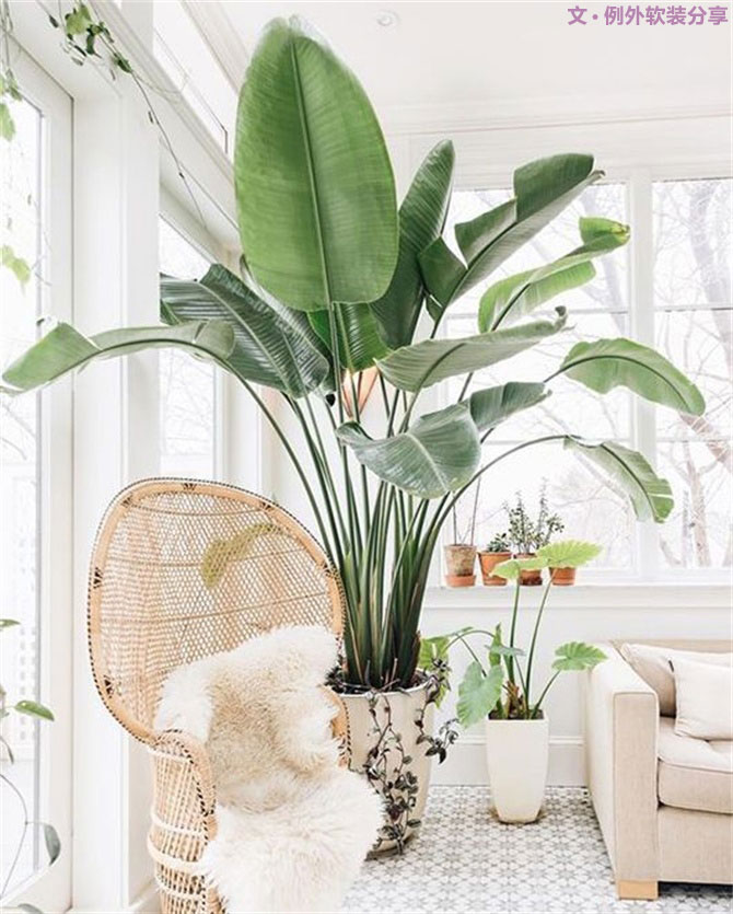不能不知的家居綠植選擇、養(yǎng)護(hù)技巧，居家必備！-別墅設(shè)計(jì),軟裝設(shè)計(jì),室內(nèi)設(shè)計(jì),豪宅設(shè)計(jì),深圳例外軟裝設(shè)計(jì)公司
