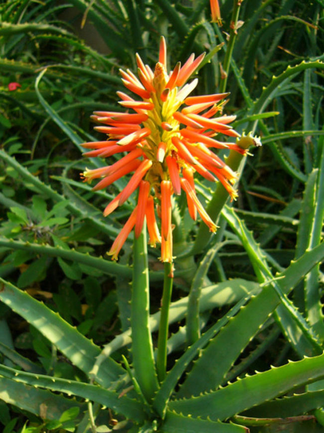 不能不知的11款強(qiáng)室內(nèi)吸毒植物，裝修房子必備-別墅設(shè)計(jì),軟裝設(shè)計(jì),室內(nèi)設(shè)計(jì),豪宅設(shè)計(jì),深圳例外軟裝設(shè)計(jì)公司