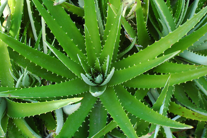 不能不知的11款強(qiáng)室內(nèi)吸毒植物，裝修房子必備-別墅設(shè)計(jì),軟裝設(shè)計(jì),室內(nèi)設(shè)計(jì),豪宅設(shè)計(jì),深圳例外軟裝設(shè)計(jì)公司