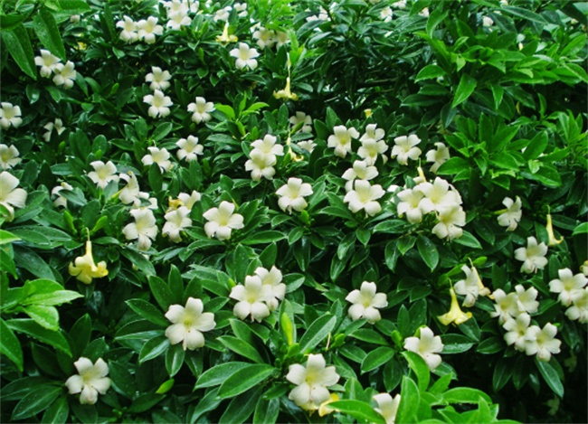 不能不知的11款強(qiáng)室內(nèi)吸毒植物，裝修房子必備-別墅設(shè)計(jì),軟裝設(shè)計(jì),室內(nèi)設(shè)計(jì),豪宅設(shè)計(jì),深圳例外軟裝設(shè)計(jì)公司