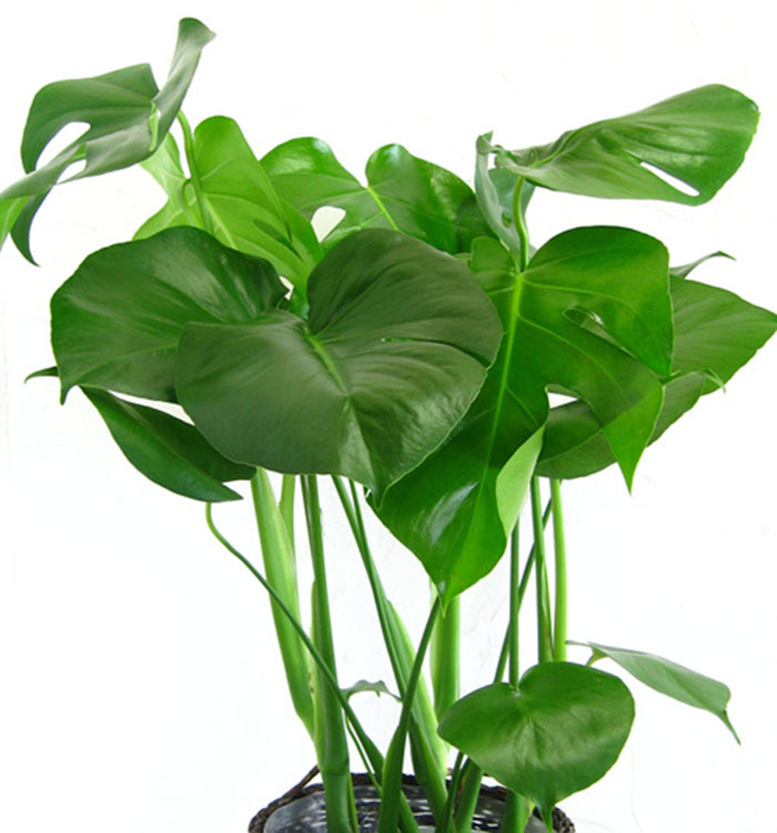 不能不知的11款強(qiáng)室內(nèi)吸毒植物，裝修房子必備-別墅設(shè)計(jì),軟裝設(shè)計(jì),室內(nèi)設(shè)計(jì),豪宅設(shè)計(jì),深圳例外軟裝設(shè)計(jì)公司