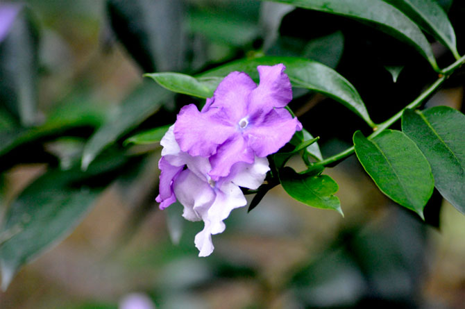 陽春三月，這些美景其實(shí)可以帶回家！-別墅設(shè)計(jì),軟裝設(shè)計(jì),室內(nèi)設(shè)計(jì),豪宅設(shè)計(jì),深圳例外軟裝設(shè)計(jì)公司