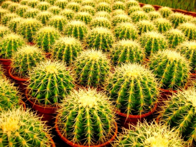 不能不知的11款強(qiáng)室內(nèi)吸毒植物，裝修房子必備-別墅設(shè)計(jì),軟裝設(shè)計(jì),室內(nèi)設(shè)計(jì),豪宅設(shè)計(jì),深圳例外軟裝設(shè)計(jì)公司