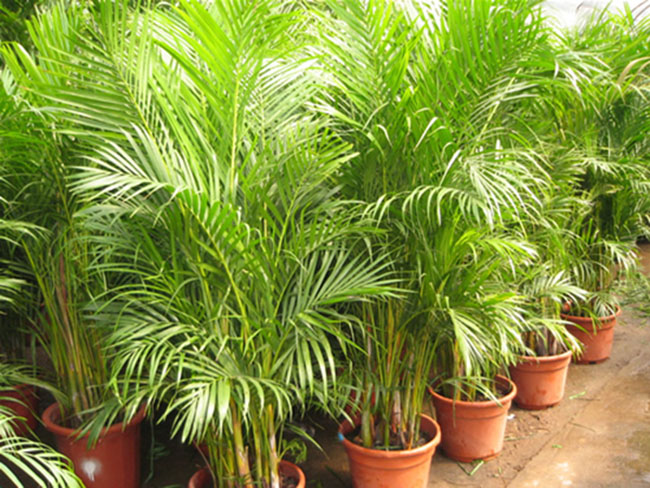 不能不知的11款強(qiáng)室內(nèi)吸毒植物，裝修房子必備-別墅設(shè)計(jì),軟裝設(shè)計(jì),室內(nèi)設(shè)計(jì),豪宅設(shè)計(jì),深圳例外軟裝設(shè)計(jì)公司