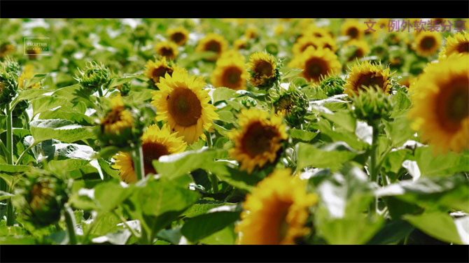 這個(gè)夏天美的遇見(jiàn)--魅力陳設(shè)·十雅談 創(chuàng)意擺設(shè)秀-別墅設(shè)計(jì),軟裝設(shè)計(jì),室內(nèi)設(shè)計(jì),豪宅設(shè)計(jì),深圳例外軟裝設(shè)計(jì)公司