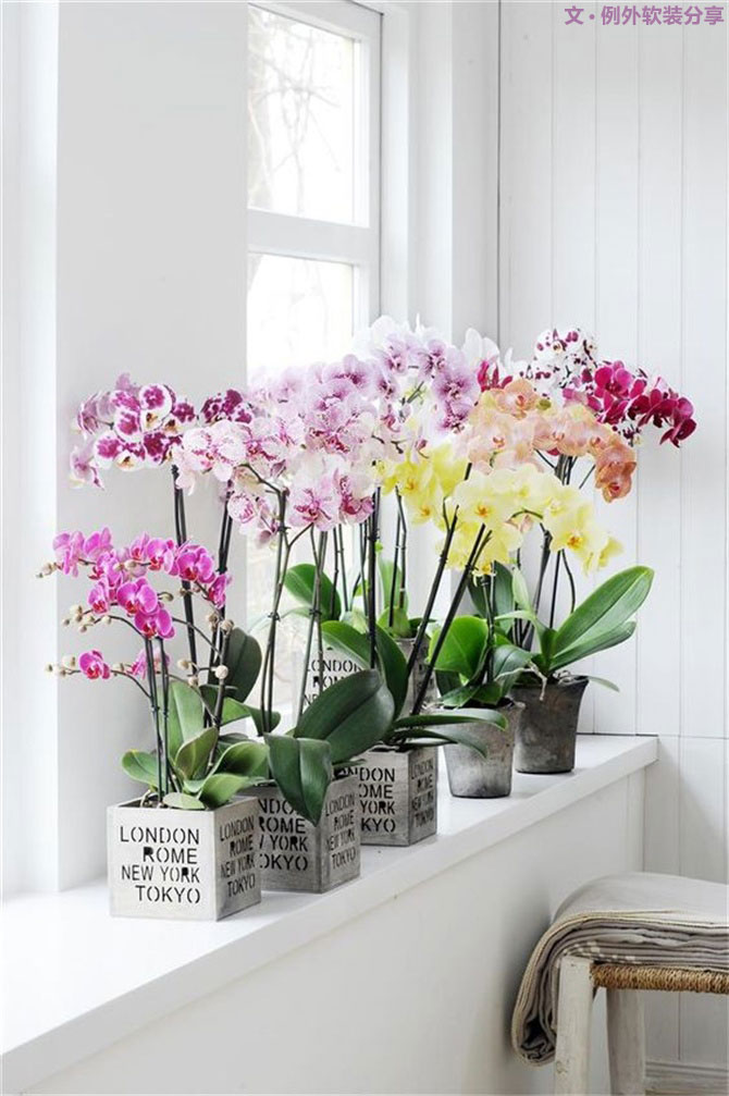 不能不知的家居綠植選擇、養(yǎng)護(hù)技巧，居家必備！-別墅設(shè)計(jì),軟裝設(shè)計(jì),室內(nèi)設(shè)計(jì),豪宅設(shè)計(jì),深圳例外軟裝設(shè)計(jì)公司