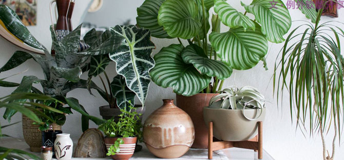 這些自帶天然氣質(zhì)的網(wǎng)紅綠植，都成了設計界的新寵兒！-別墅軟裝設計,軟裝設計,室內(nèi)軟裝設計,室內(nèi)設計,豪宅設計,深圳例外軟裝設計公司