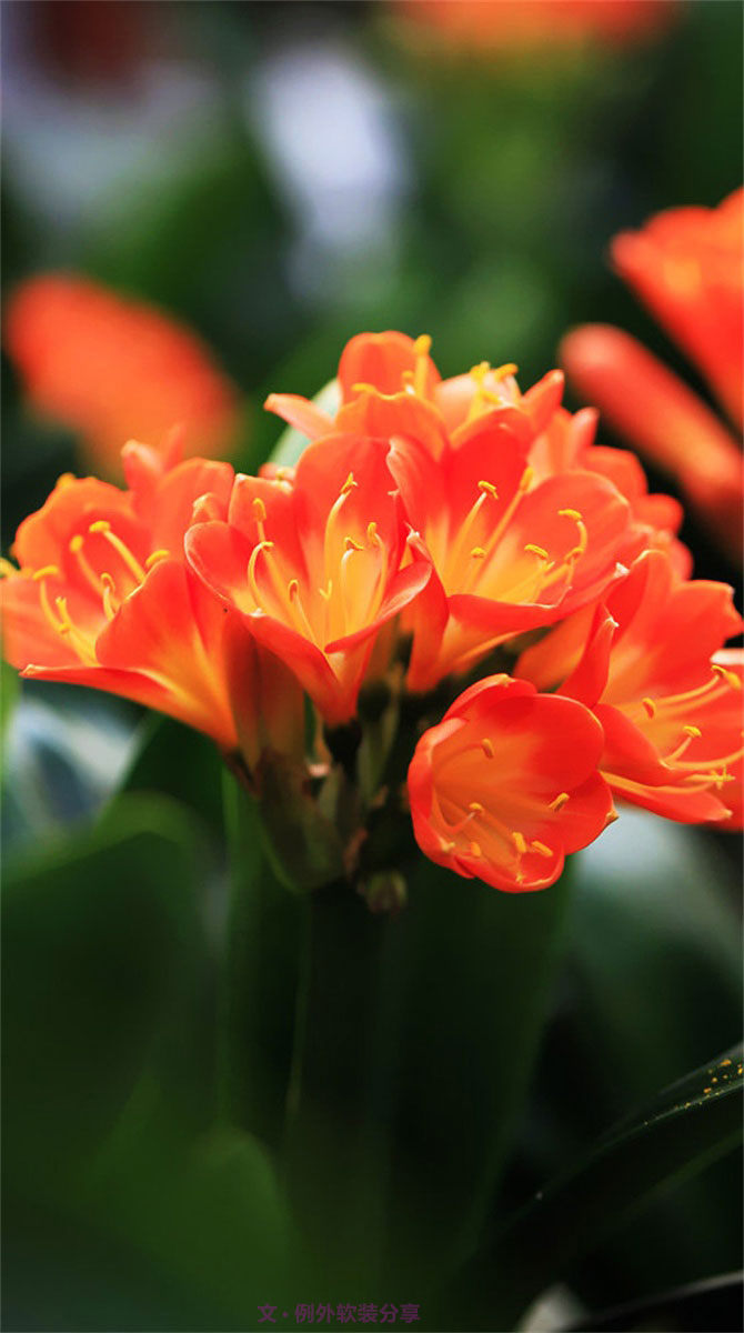 不能不知的家居綠植選擇、養(yǎng)護(hù)技巧，居家必備！-別墅設(shè)計(jì),軟裝設(shè)計(jì),室內(nèi)設(shè)計(jì),豪宅設(shè)計(jì),深圳例外軟裝設(shè)計(jì)公司