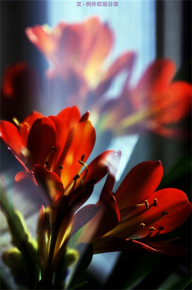 不能不知的家居綠植選擇、養(yǎng)護(hù)技巧，居家必備！-別墅設(shè)計(jì),軟裝設(shè)計(jì),室內(nèi)設(shè)計(jì),豪宅設(shè)計(jì),深圳例外軟裝設(shè)計(jì)公司