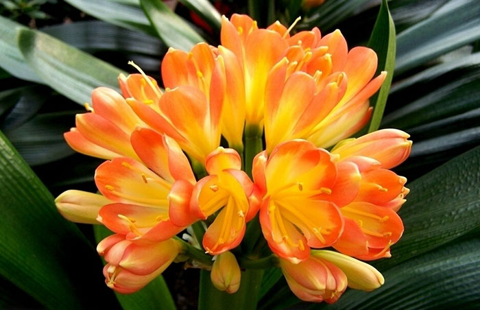 不能不知的11款強(qiáng)室內(nèi)吸毒植物，裝修房子必備-別墅設(shè)計(jì),軟裝設(shè)計(jì),室內(nèi)設(shè)計(jì),豪宅設(shè)計(jì),深圳例外軟裝設(shè)計(jì)公司