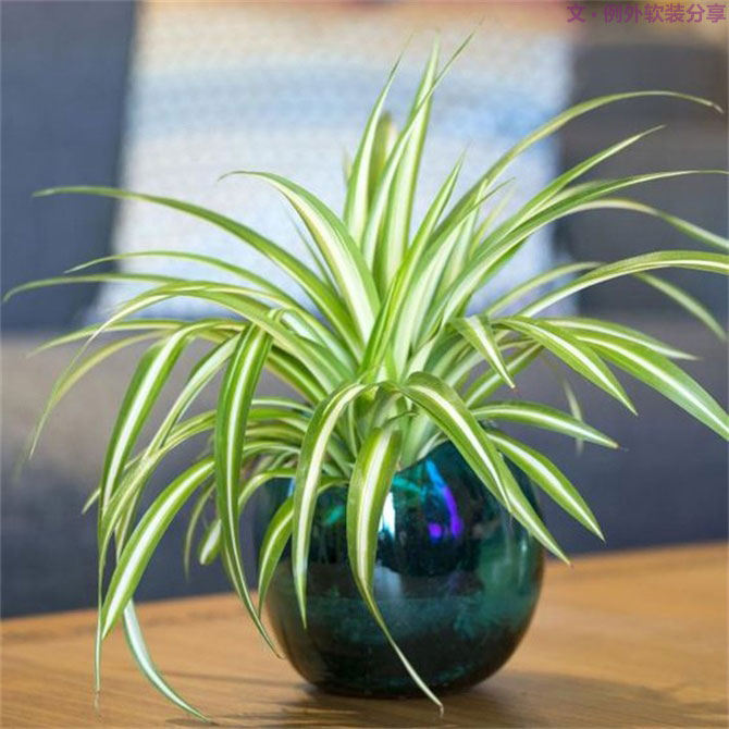 不能不知的家居綠植選擇、養(yǎng)護(hù)技巧，居家必備！-別墅設(shè)計(jì),軟裝設(shè)計(jì),室內(nèi)設(shè)計(jì),豪宅設(shè)計(jì),深圳例外軟裝設(shè)計(jì)公司