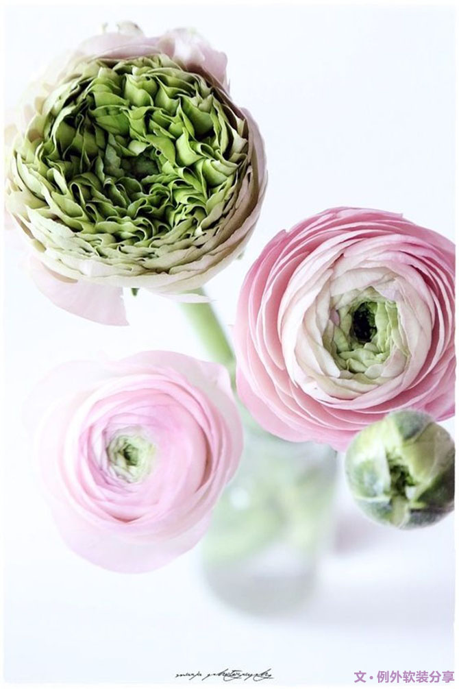 【例外·花箋記】洋牡丹，花叢中的人氣精靈-別墅設計,軟裝設計,室內(nèi)設計,豪宅設計,深圳例外軟裝設計公司