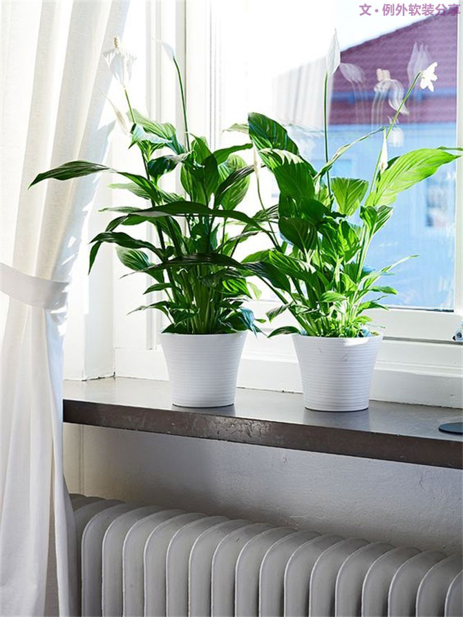 不能不知的家居綠植選擇、養(yǎng)護(hù)技巧，居家必備！-別墅設(shè)計(jì),軟裝設(shè)計(jì),室內(nèi)設(shè)計(jì),豪宅設(shè)計(jì),深圳例外軟裝設(shè)計(jì)公司